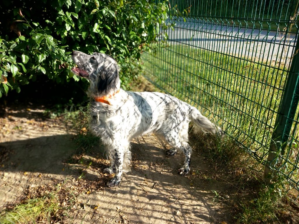 Les Setter Anglais de l'affixe De La Poirodiere