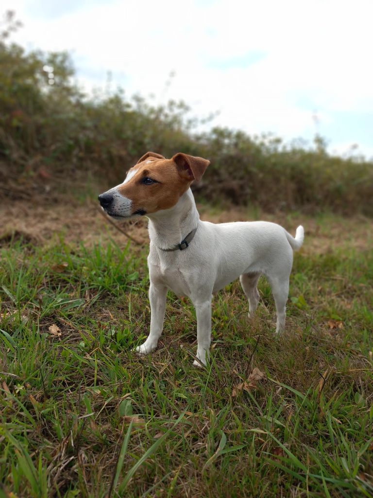 Les Jack Russell Terrier de l'affixe De La Poirodiere