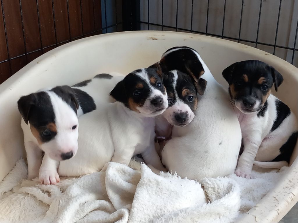 chiot Jack Russell Terrier De La Poirodiere