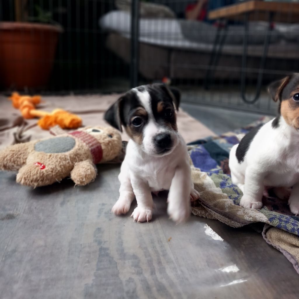 De La Poirodiere - Chiot disponible  - Jack Russell Terrier