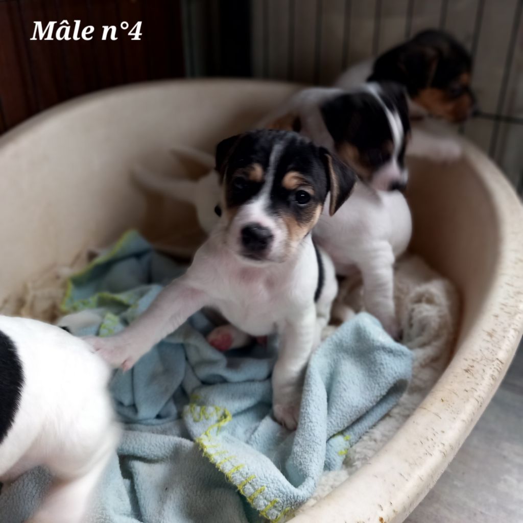 De La Poirodiere - Chiot disponible  - Jack Russell Terrier