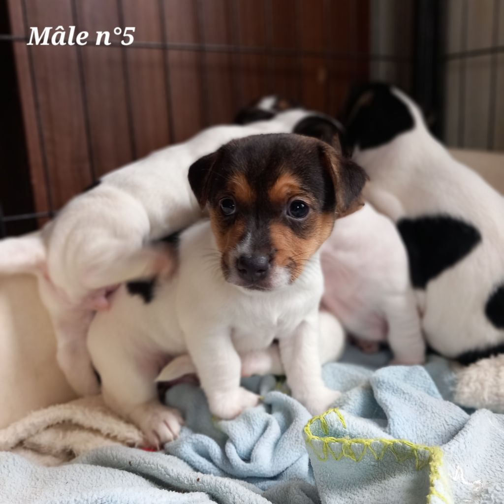 De La Poirodiere - Chiot disponible  - Jack Russell Terrier