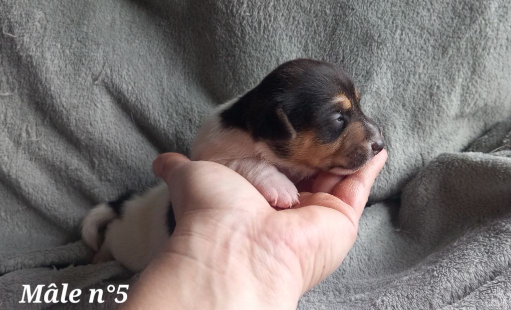 De La Poirodiere - Chiot disponible  - Jack Russell Terrier