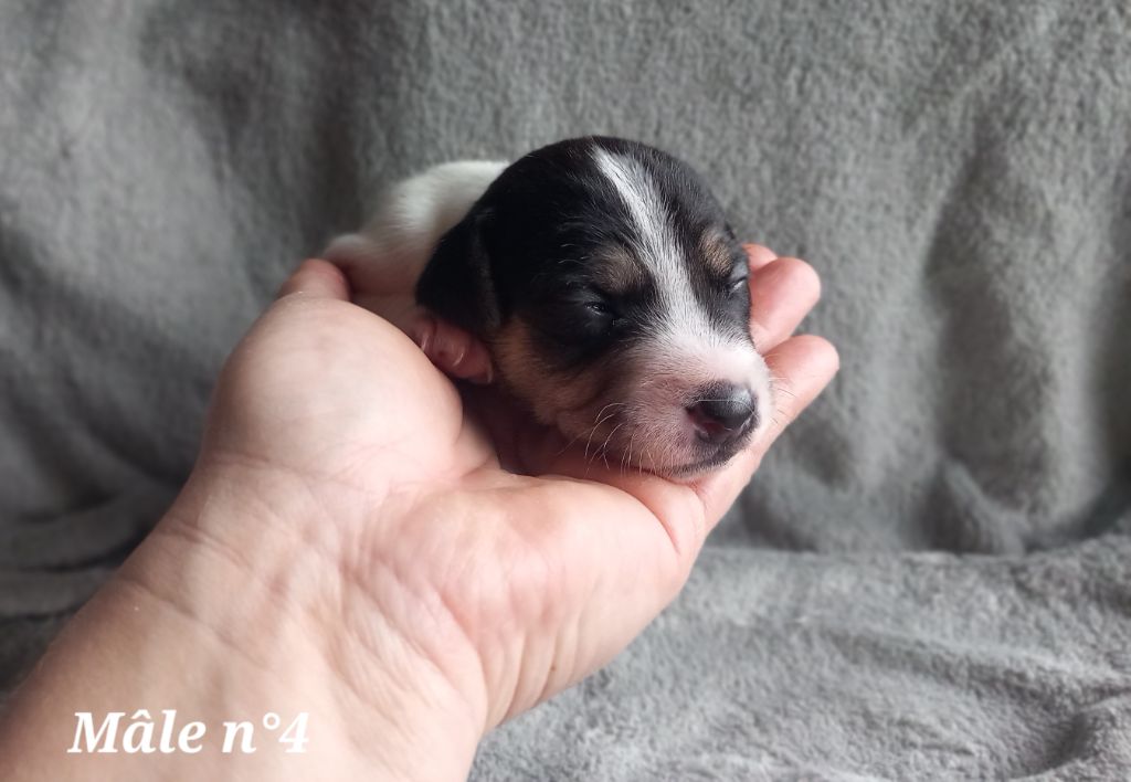 De La Poirodiere - Chiot disponible  - Jack Russell Terrier