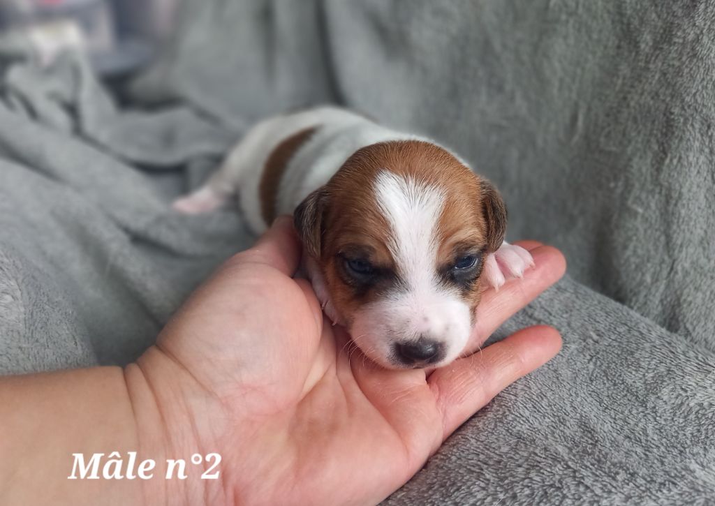 De La Poirodiere - Chiot disponible  - Jack Russell Terrier