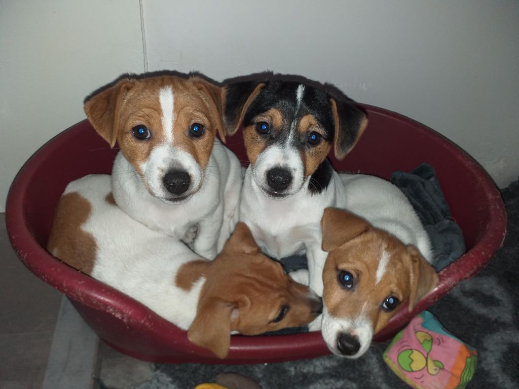 chiot Jack Russell Terrier De La Poirodiere