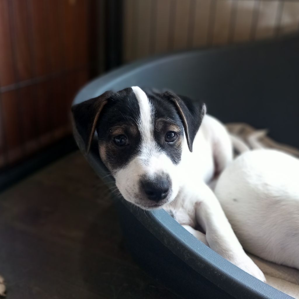 chiot Jack Russell Terrier De La Poirodiere