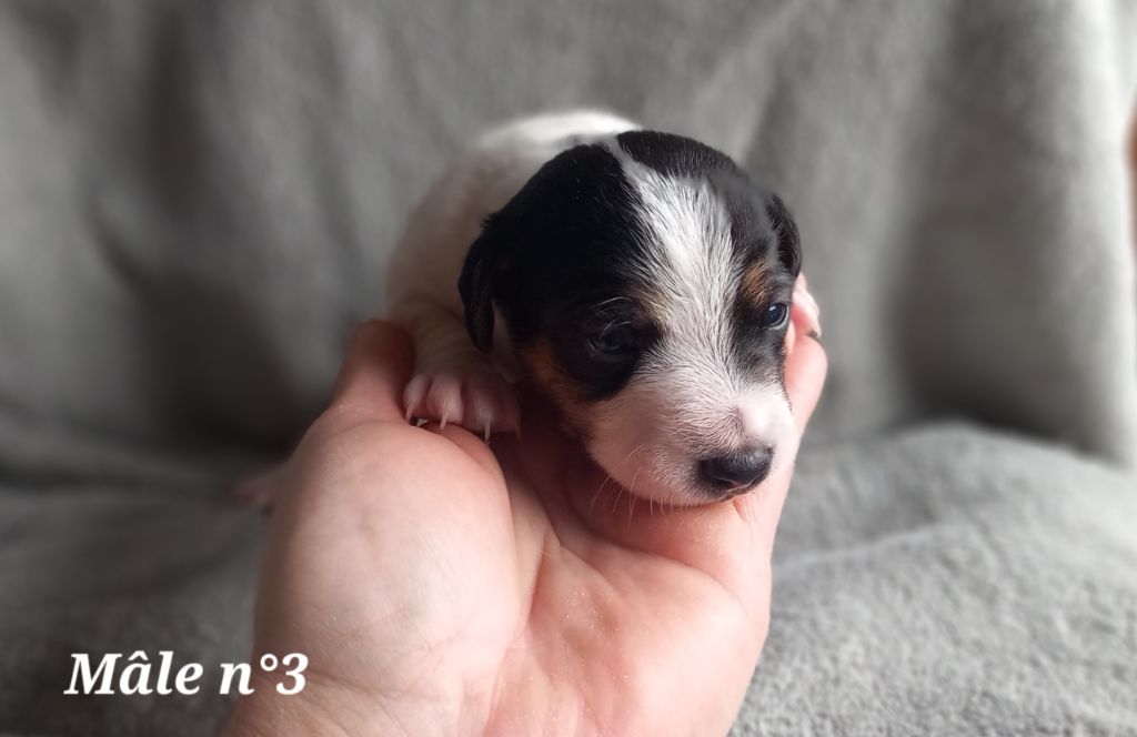 De La Poirodiere - Chiot disponible  - Jack Russell Terrier