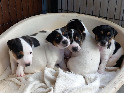 De La Poirodiere - Jack Russell Terrier - Portée née le 17/09/2023