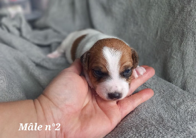 CHIOT mâle n°2