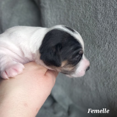 Chiot femelle