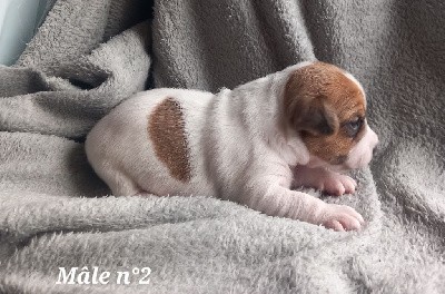 CHIOT mâle n°2