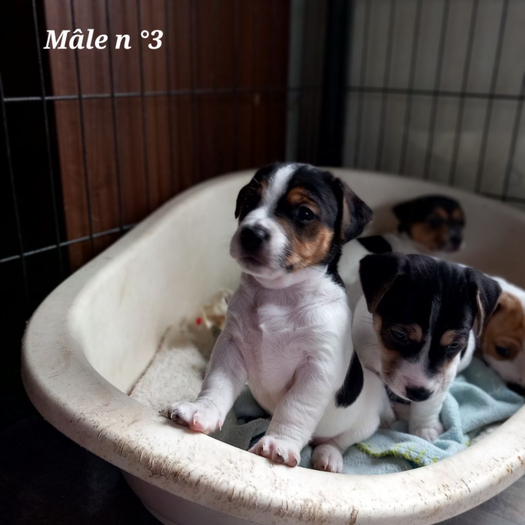 De La Poirodiere - Chiot disponible  - Jack Russell Terrier