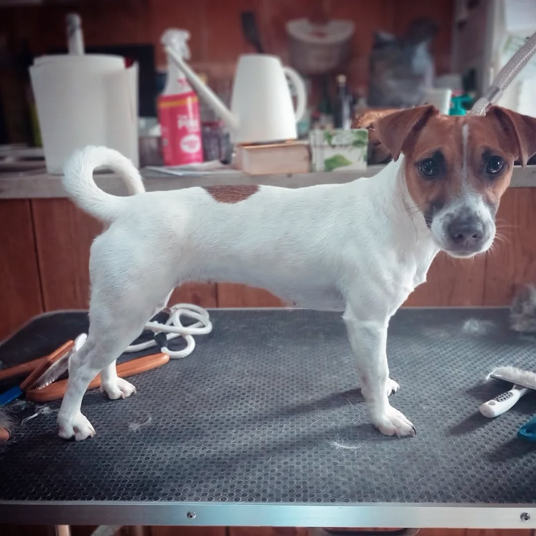 Valkyrie luna queen De La Poirodiere