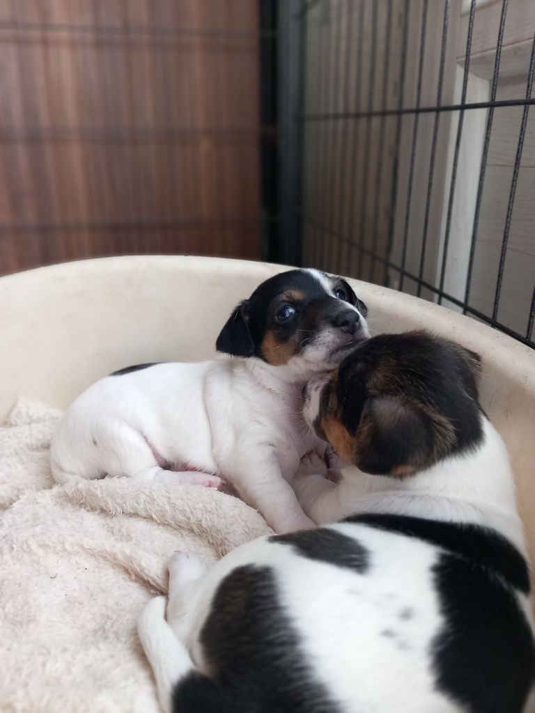 De La Poirodiere - Chiots disponibles - Jack Russell Terrier