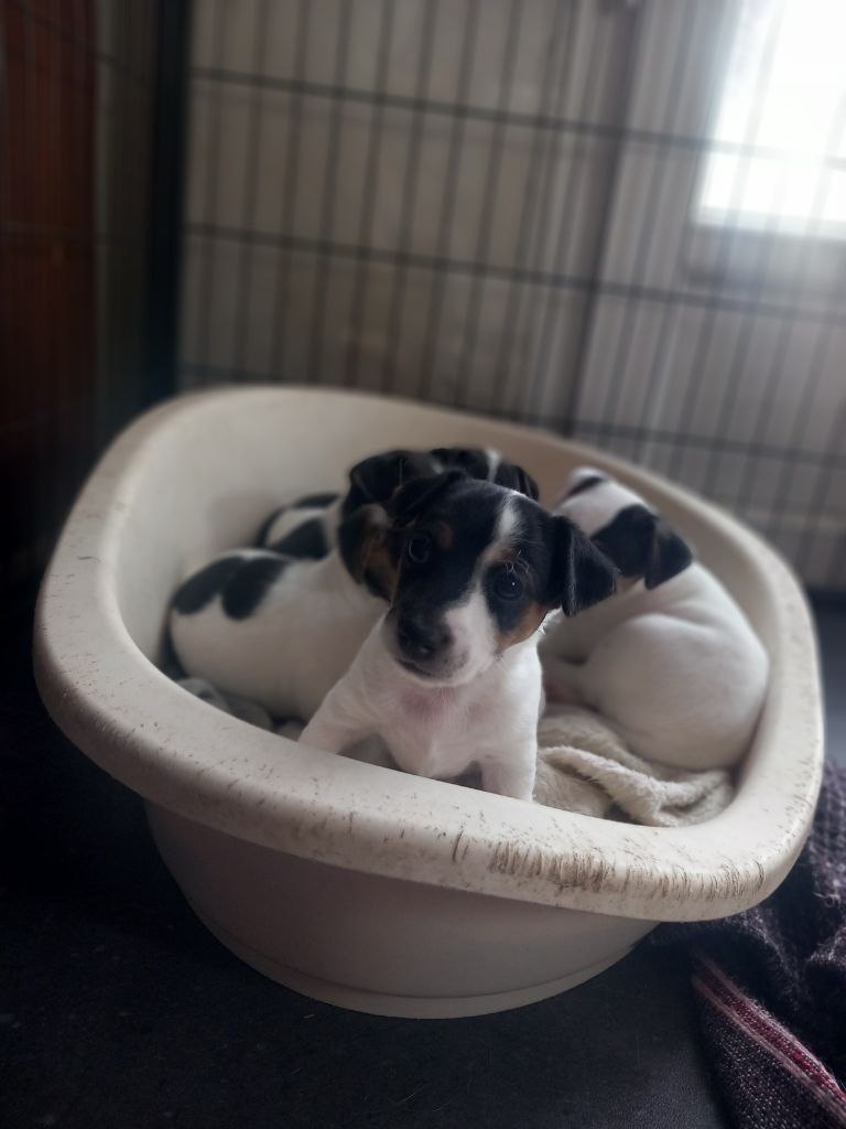 De La Poirodiere - Chiots disponibles - Jack Russell Terrier