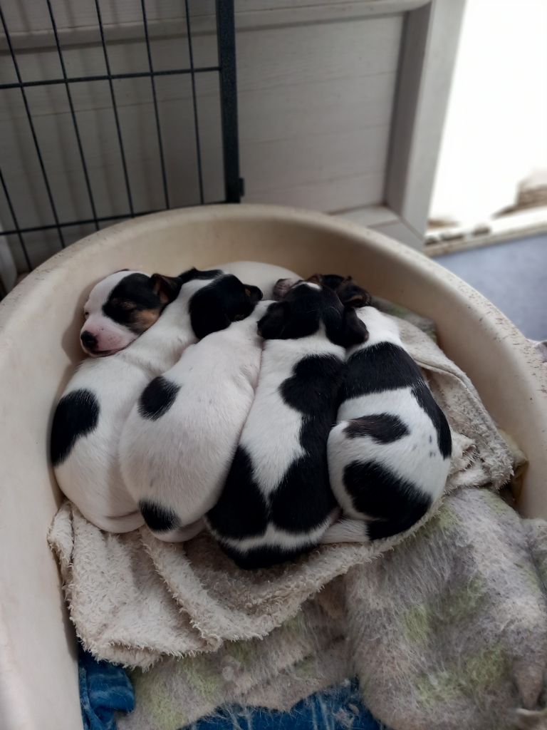 Chiot Jack Russell Terrier De La Poirodiere