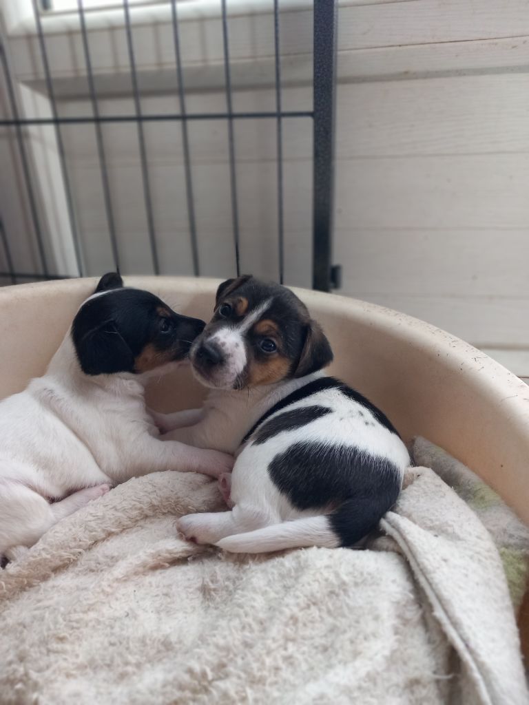 De La Poirodiere - Chiots disponibles - Jack Russell Terrier