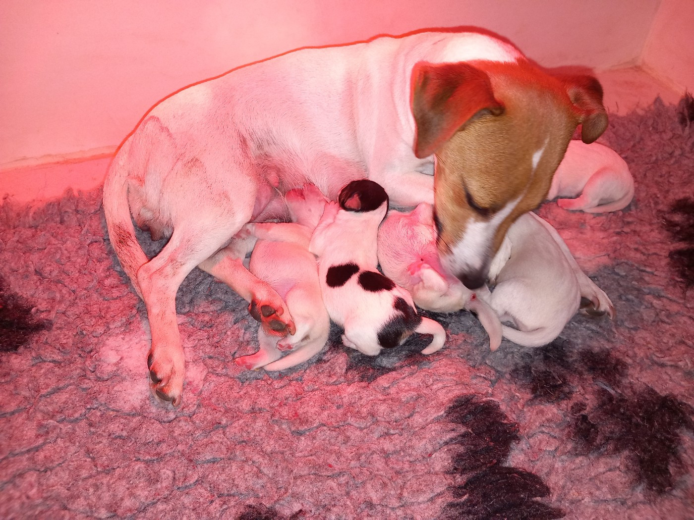 Chiot Jack Russell Terrier De La Poirodiere