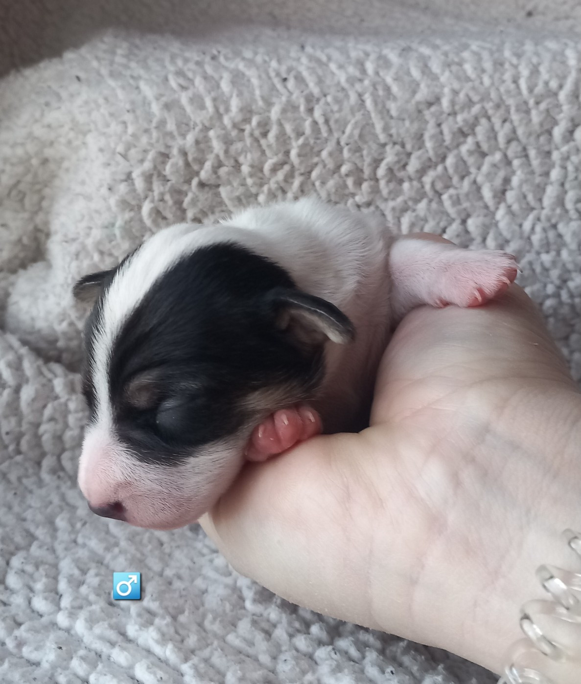 De La Poirodiere - Chiots disponibles - Jack Russell Terrier
