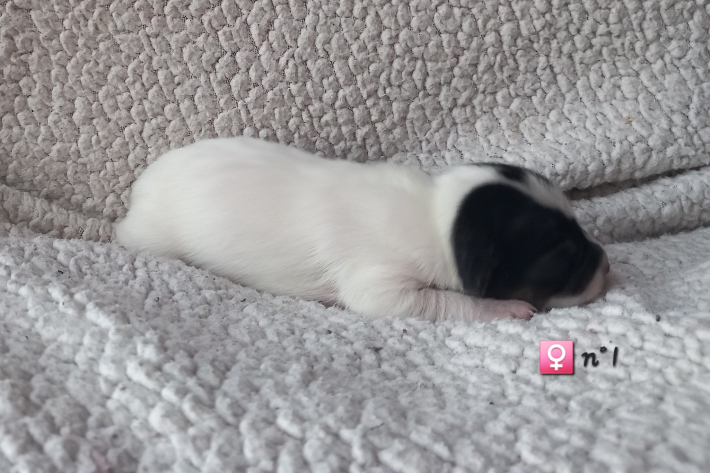 De La Poirodiere - Chiots disponibles - Jack Russell Terrier