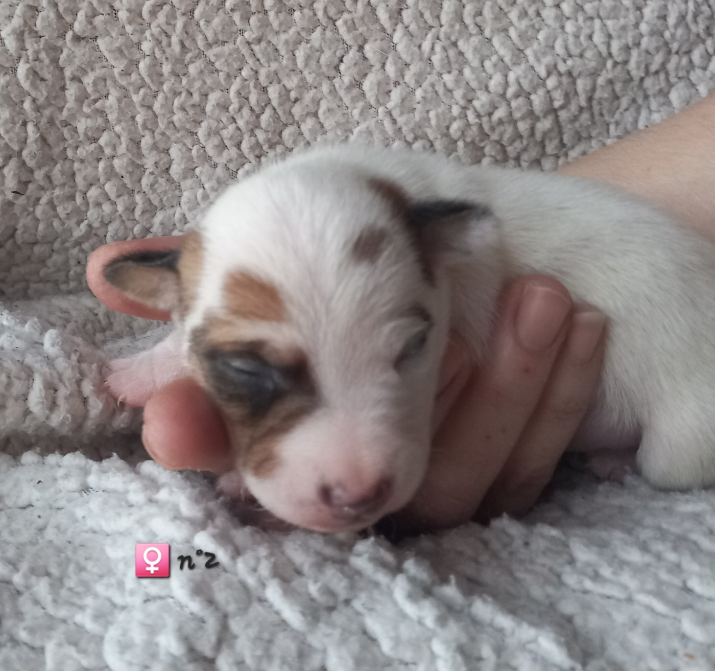 De La Poirodiere - Chiots disponibles - Jack Russell Terrier
