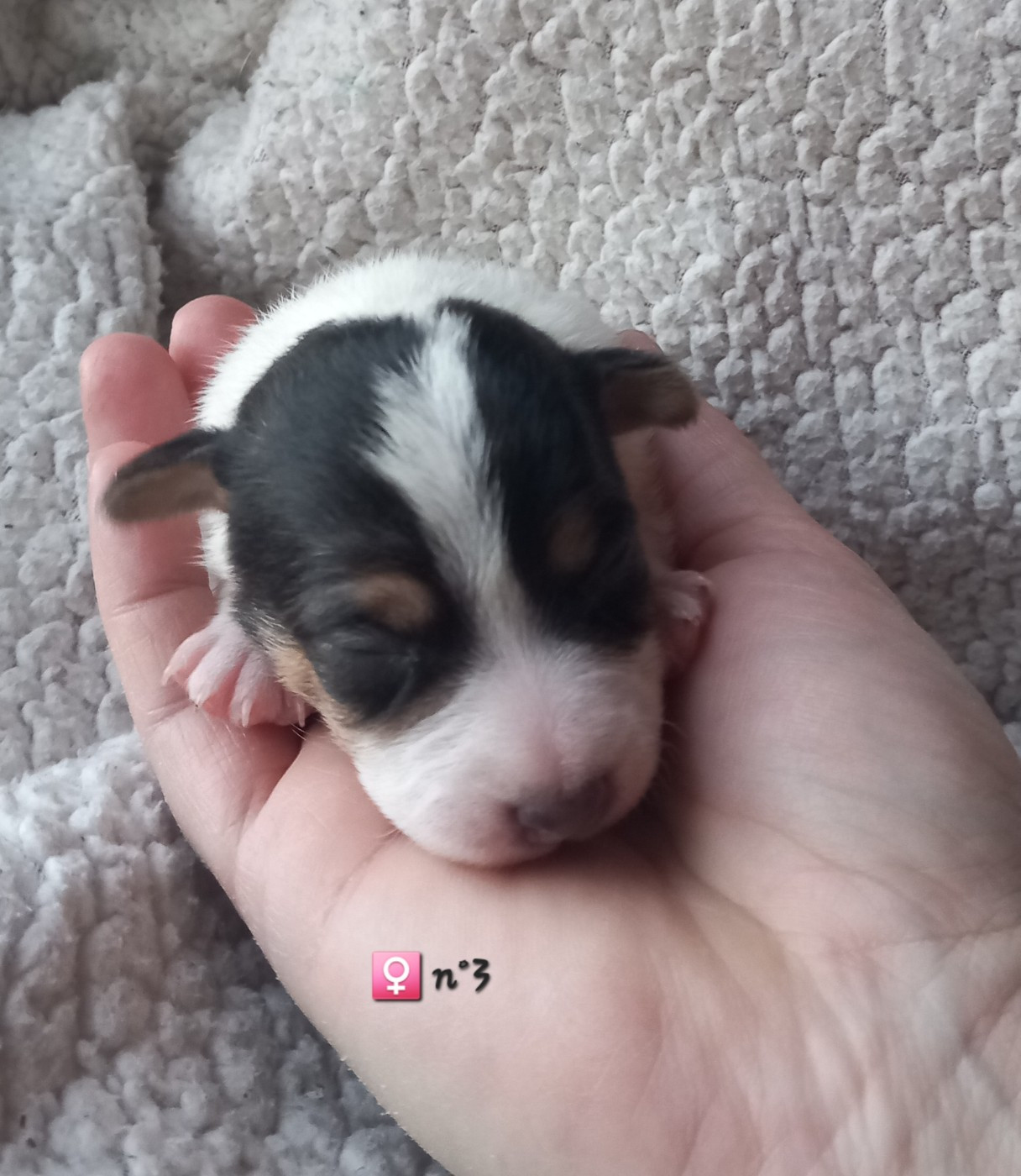 De La Poirodiere - Chiots disponibles - Jack Russell Terrier
