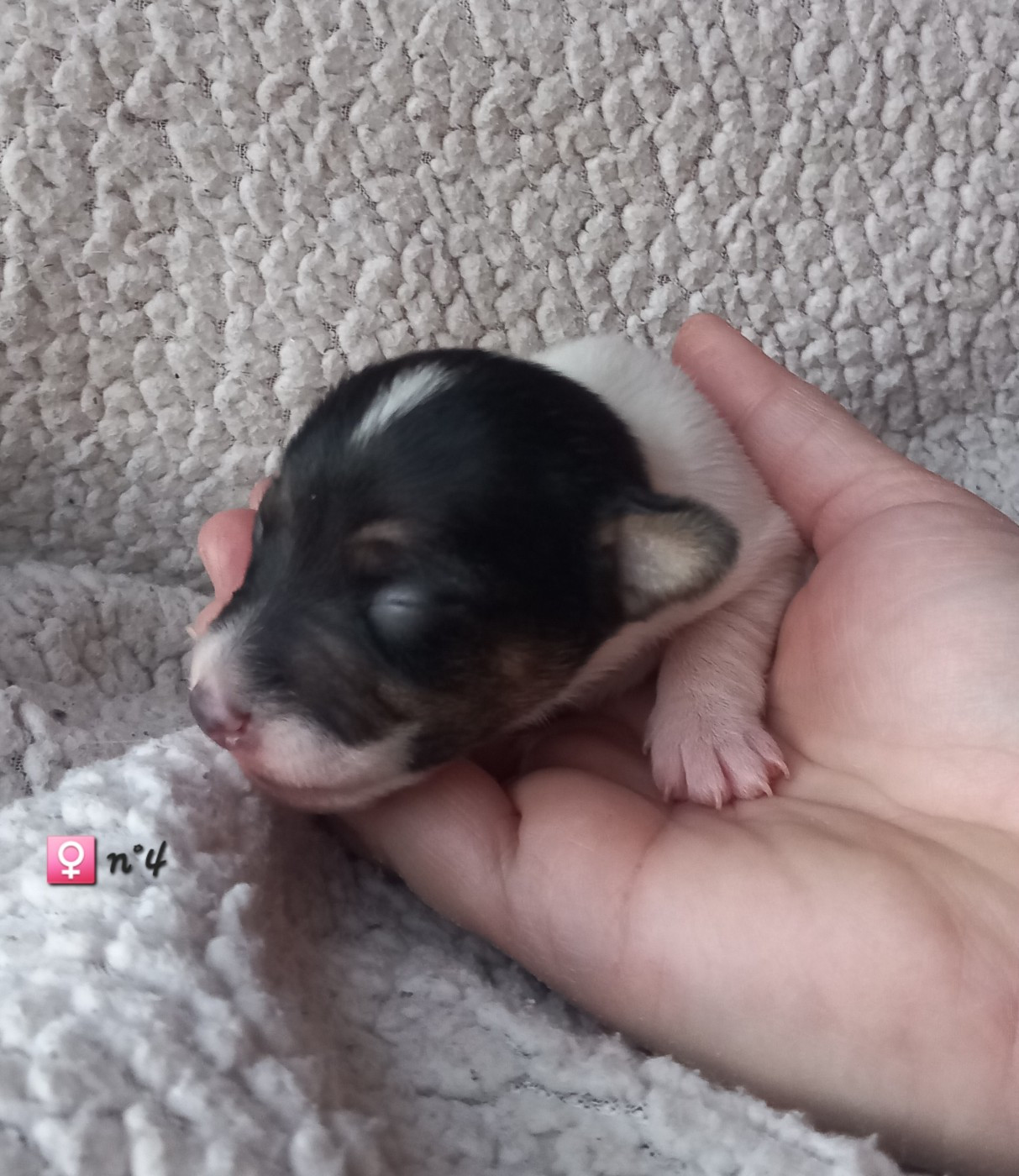 De La Poirodiere - Chiots disponibles - Jack Russell Terrier