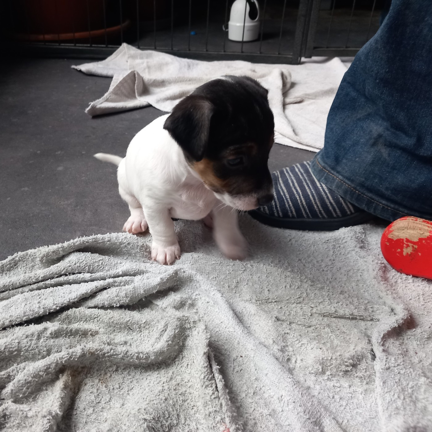 De La Poirodiere - Chiots disponibles - Jack Russell Terrier