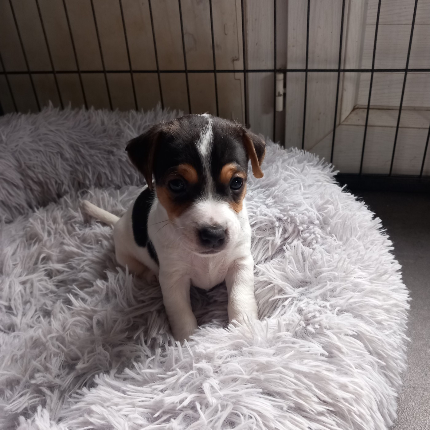 De La Poirodiere - Chiots disponibles - Jack Russell Terrier