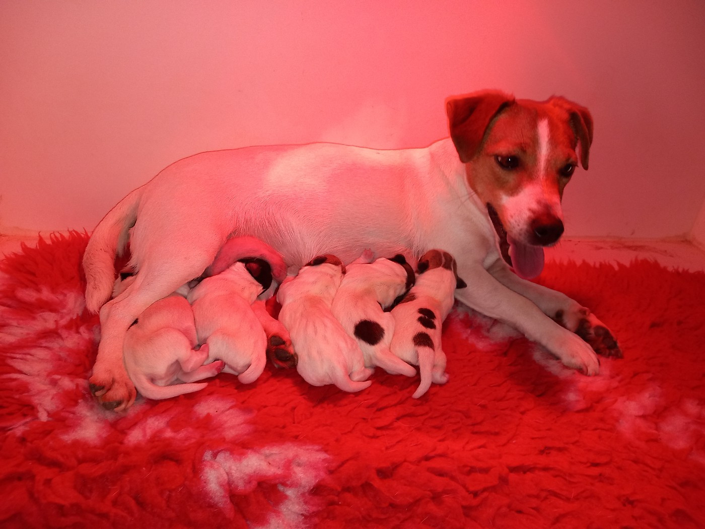 Chiot Jack Russell Terrier De La Poirodiere