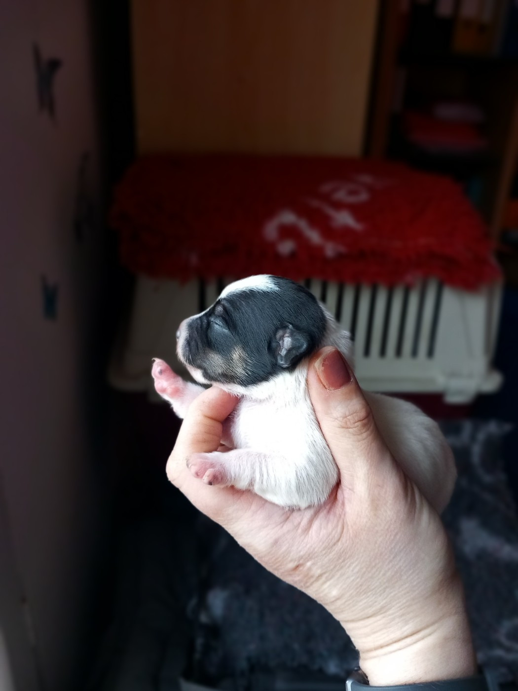 De La Poirodiere - Chiots disponibles - Jack Russell Terrier