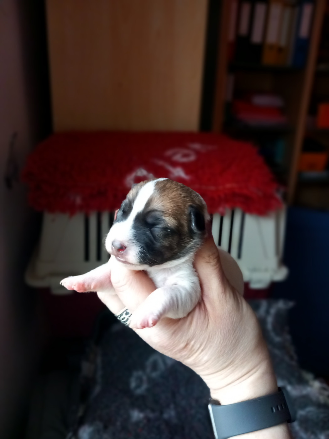 De La Poirodiere - Chiots disponibles - Jack Russell Terrier