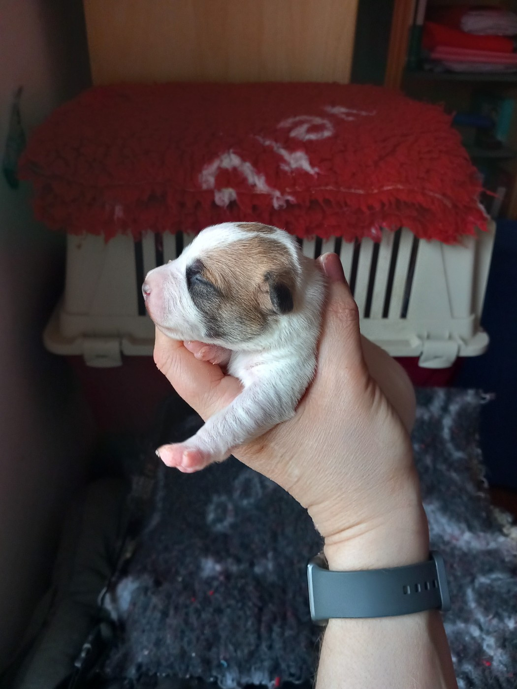 De La Poirodiere - Chiots disponibles - Jack Russell Terrier