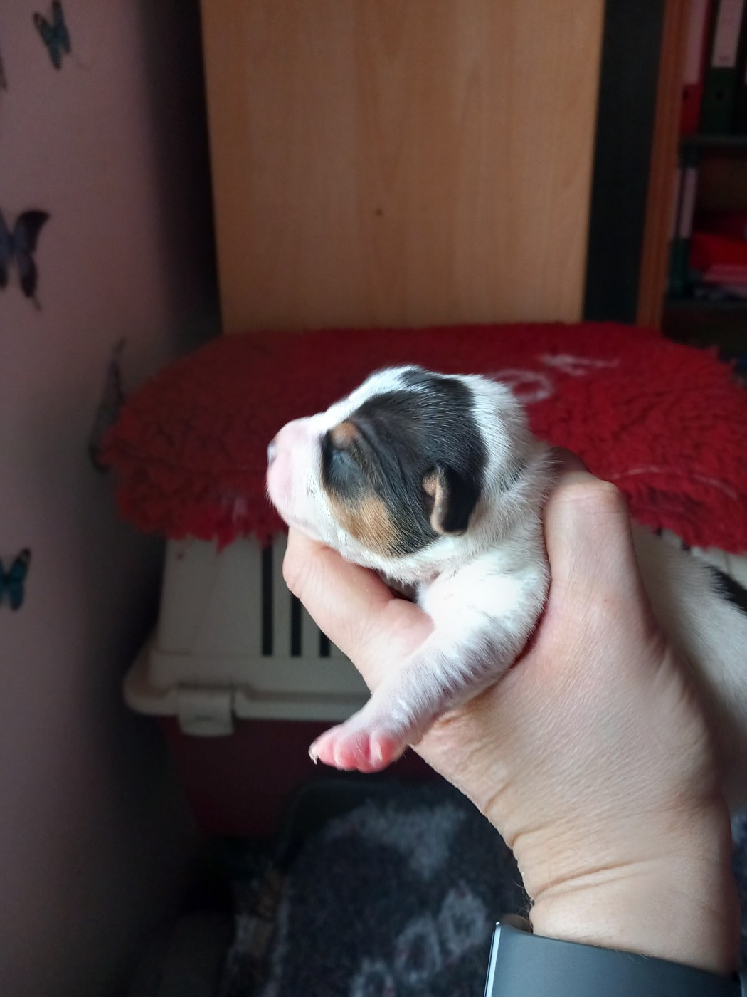 De La Poirodiere - Chiots disponibles - Jack Russell Terrier