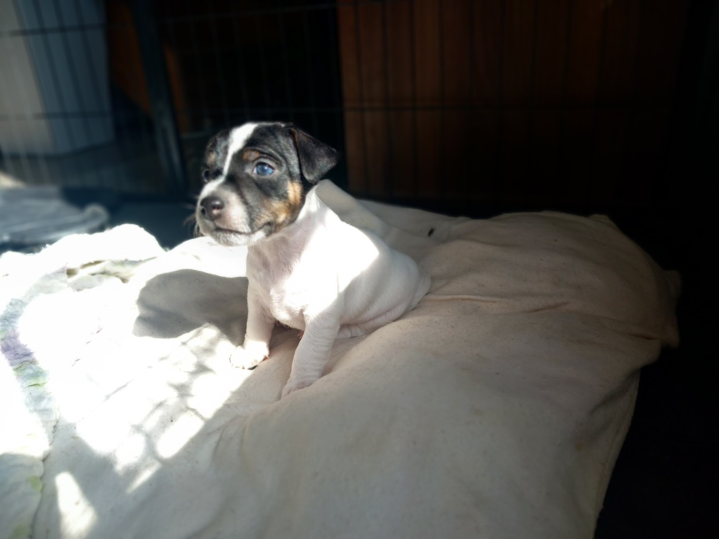 De La Poirodiere - Chiots disponibles - Jack Russell Terrier