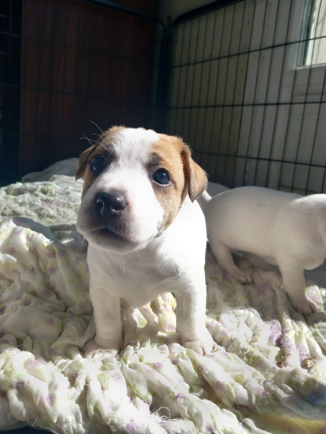 De La Poirodiere - Chiots disponibles - Jack Russell Terrier
