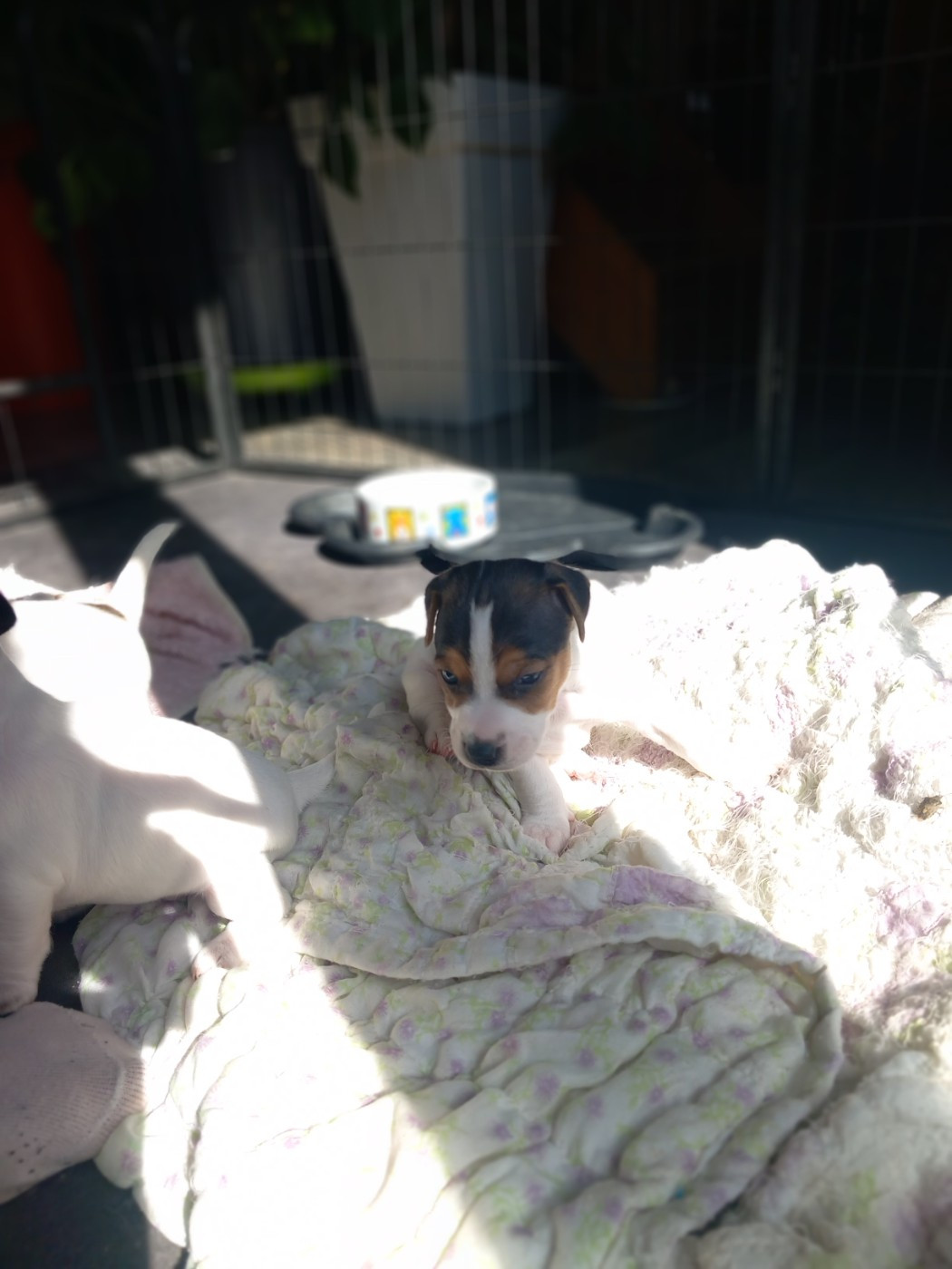 De La Poirodiere - Chiots disponibles - Jack Russell Terrier