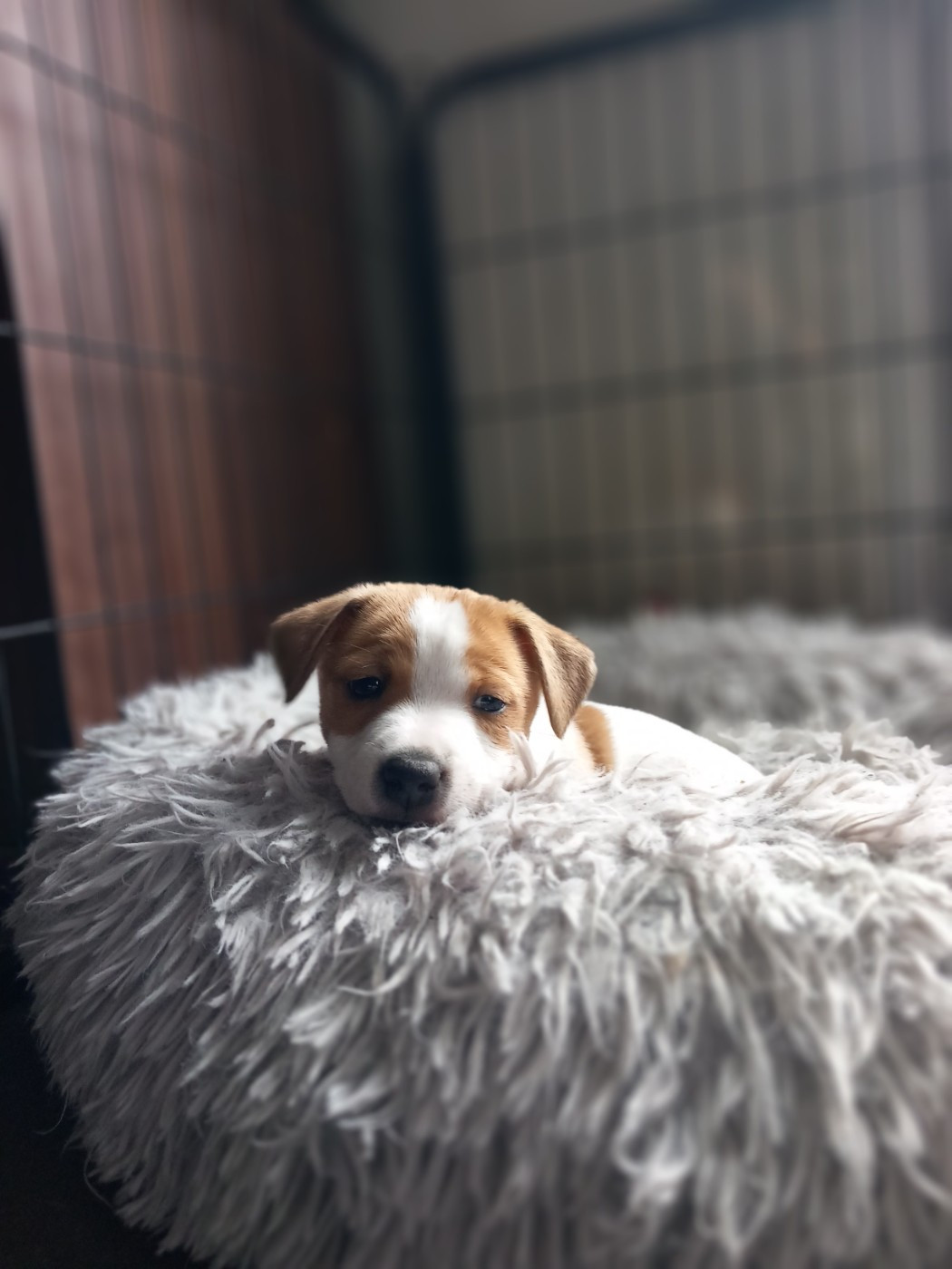 De La Poirodiere - Chiots disponibles - Jack Russell Terrier