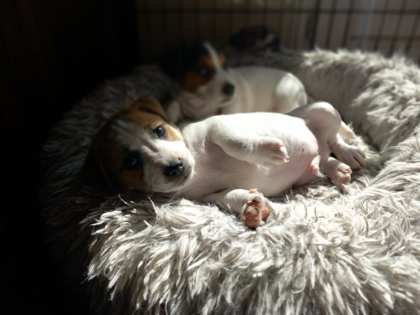 De La Poirodiere - Chiots disponibles - Jack Russell Terrier