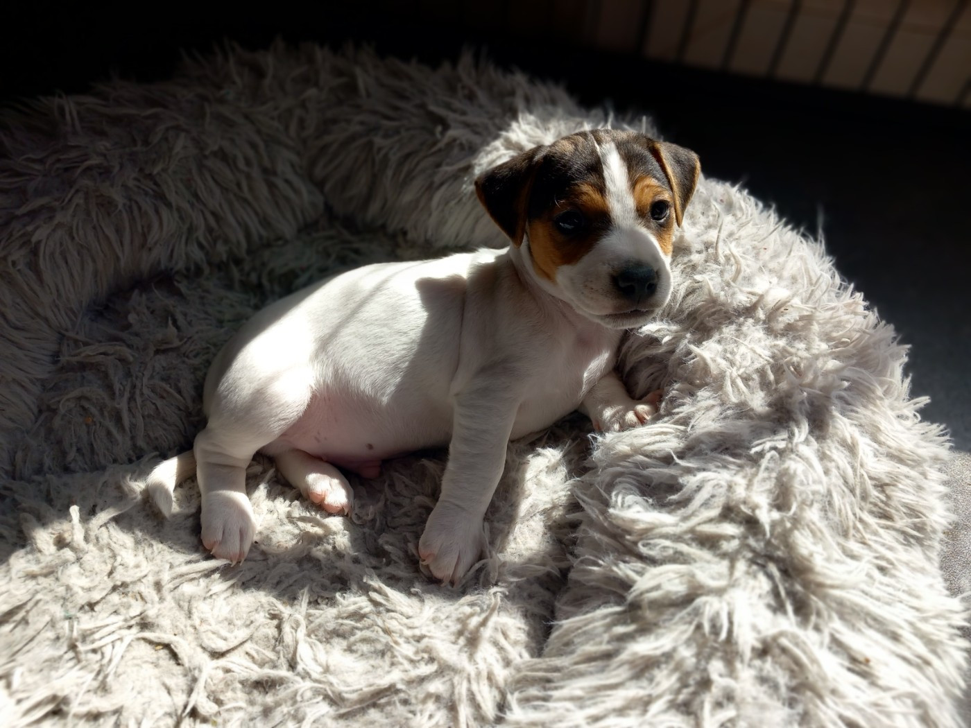De La Poirodiere - Chiots disponibles - Jack Russell Terrier