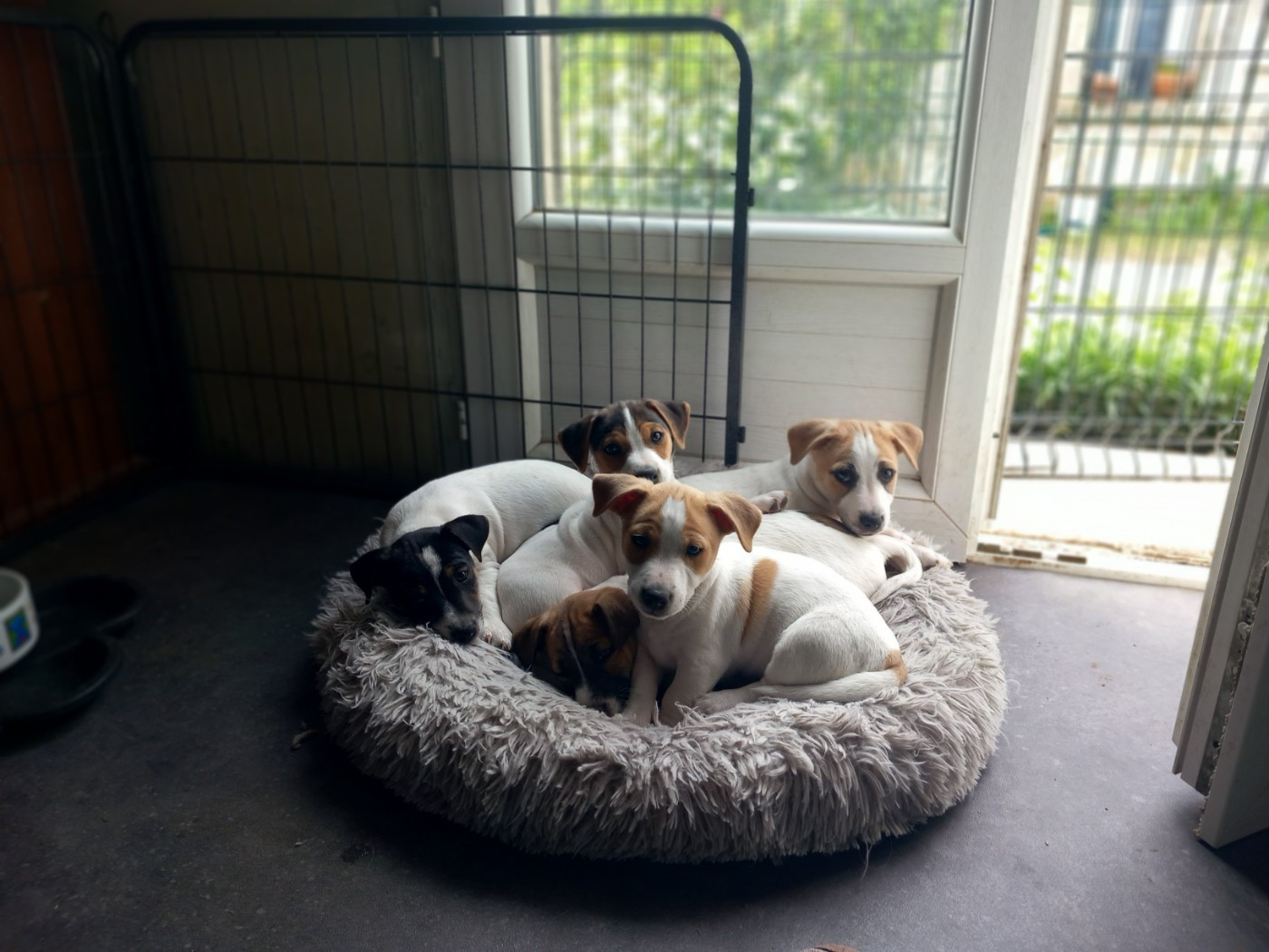 De La Poirodiere - Jack Russell Terrier - Portée née le 17/02/2026