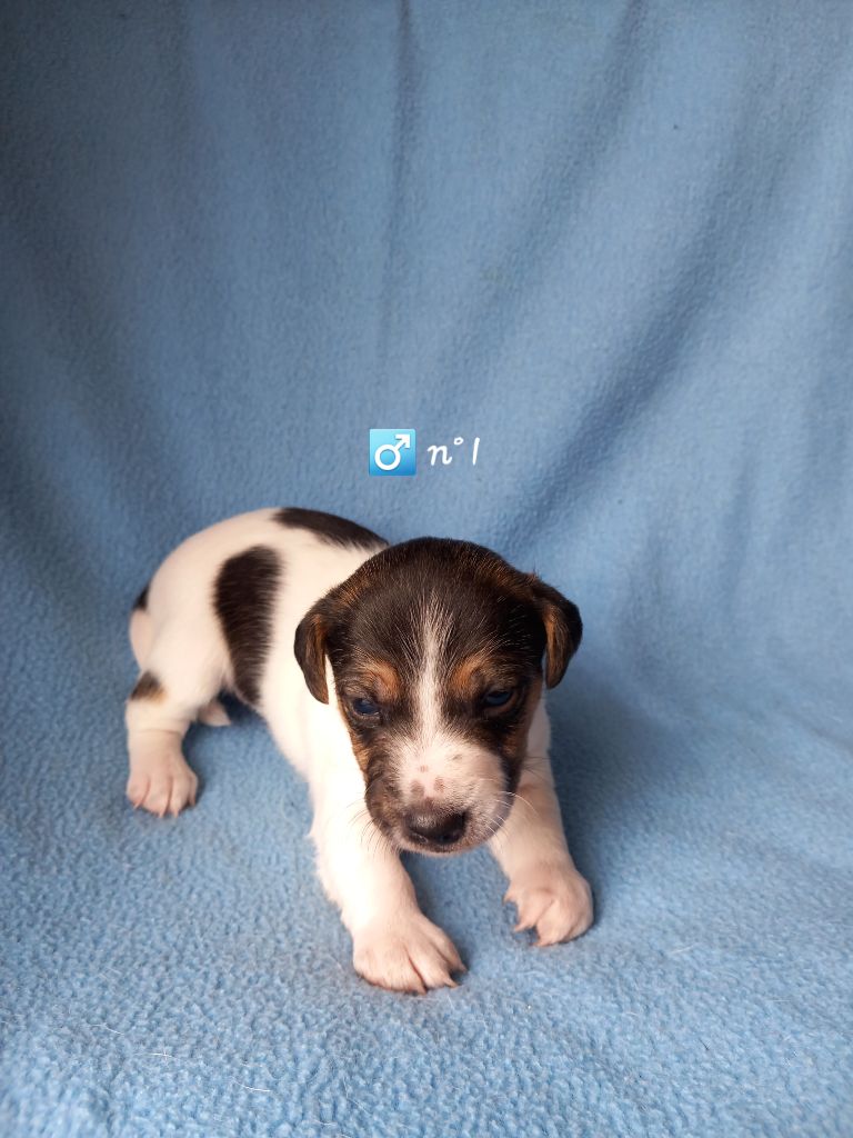 De La Poirodiere - Chiots disponibles - Jack Russell Terrier