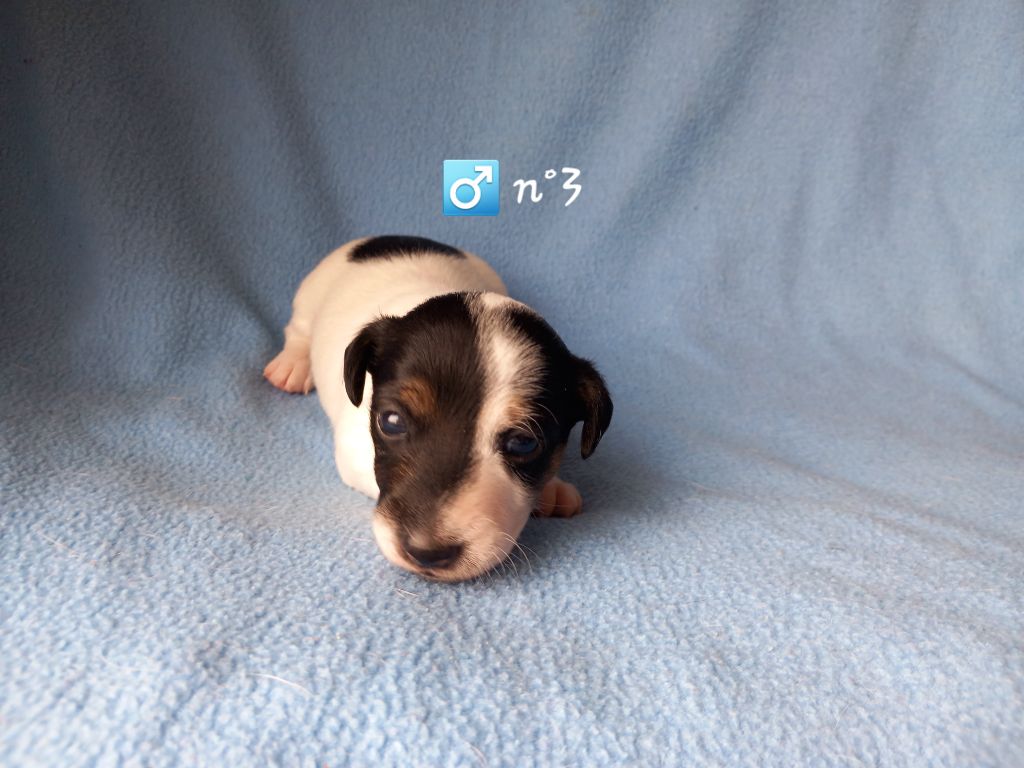 De La Poirodiere - Chiots disponibles - Jack Russell Terrier