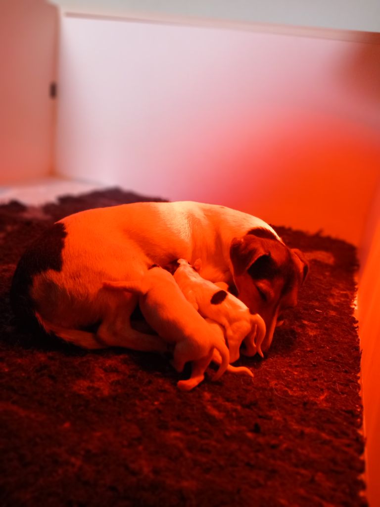 Chiot Jack Russell Terrier De La Poirodiere