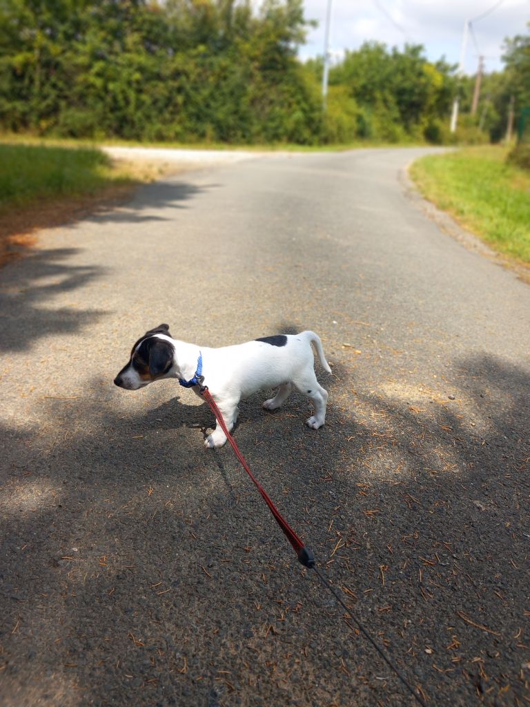 De La Poirodiere - Chiots disponibles - Jack Russell Terrier