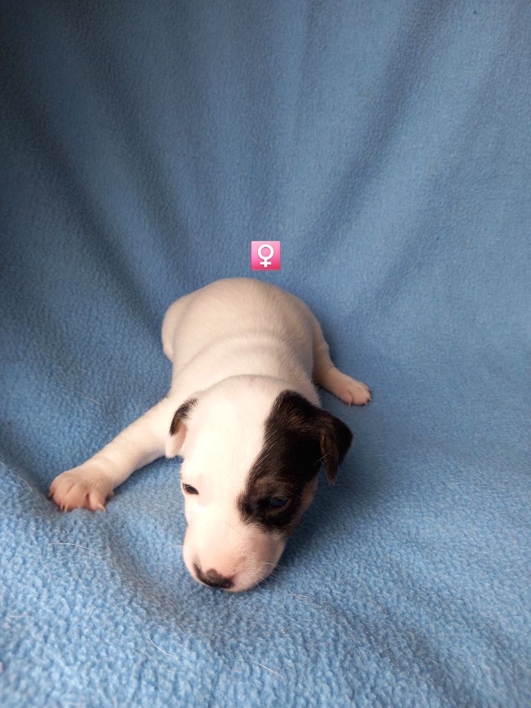 De La Poirodiere - Chiots disponibles - Jack Russell Terrier