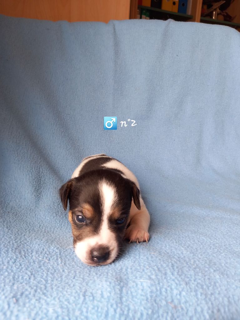 De La Poirodiere - Chiots disponibles - Jack Russell Terrier