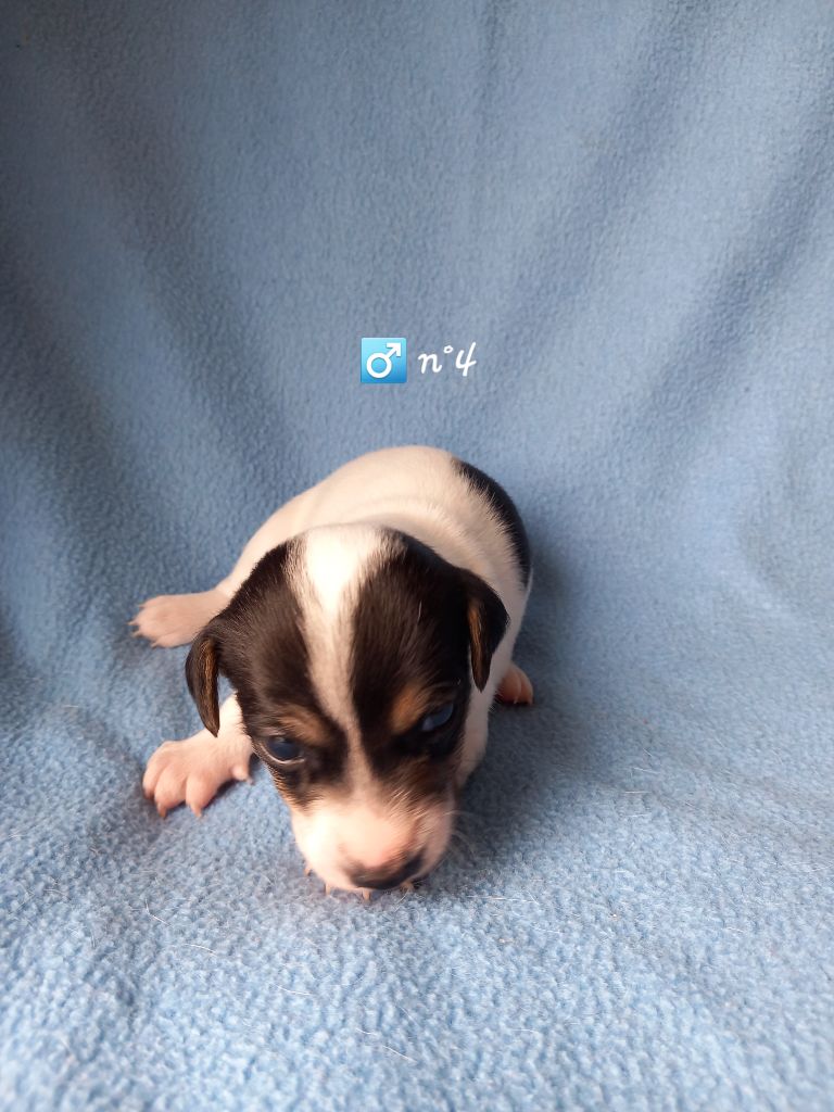 De La Poirodiere - Chiots disponibles - Jack Russell Terrier