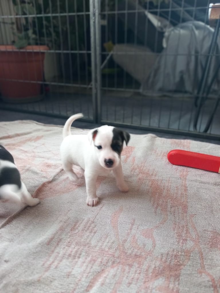 De La Poirodiere - Chiots disponibles - Jack Russell Terrier
